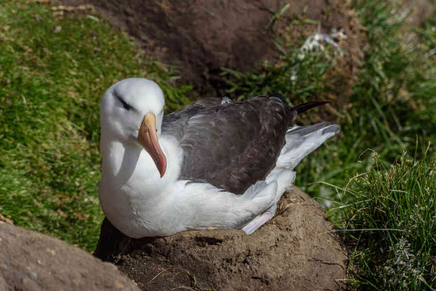 Albatros de Ceja Negra - islas Falkland o Malvinas  04.jpg